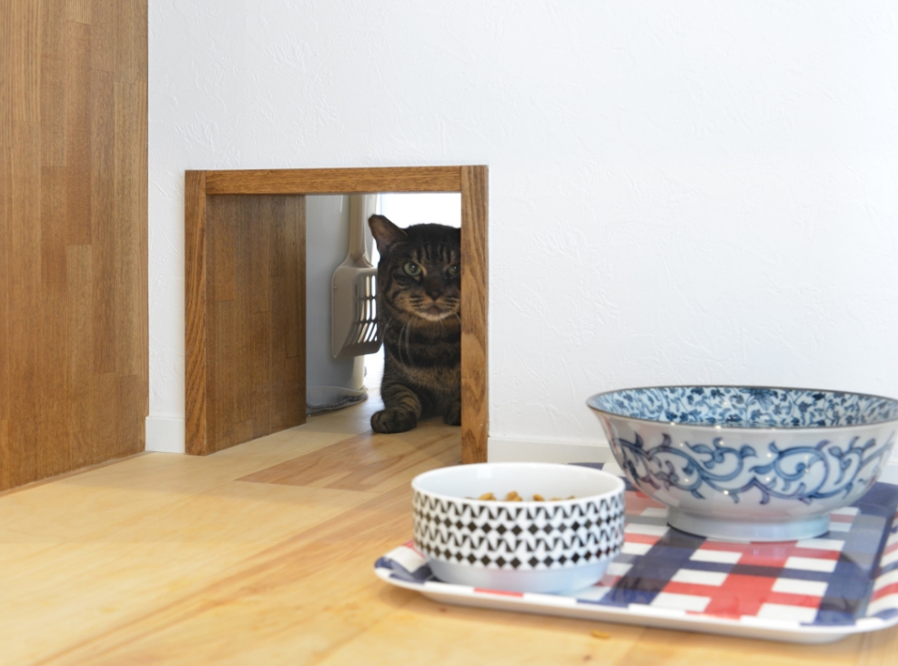 猫が猫専用の入口から除いている