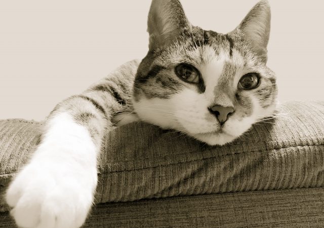 猫ちゃんと共に快適に！猫ちゃん目線のリノベーション！